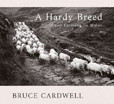 Clawr llyfr / Book cover: A Hardy Breed