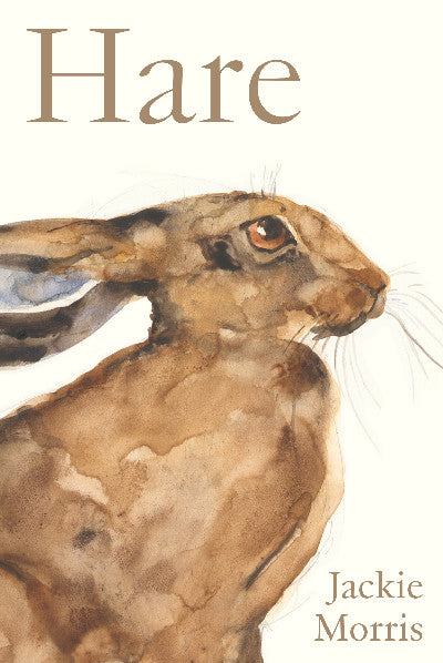 Clawr llyfr / Book cover: Accordion Book: Hare