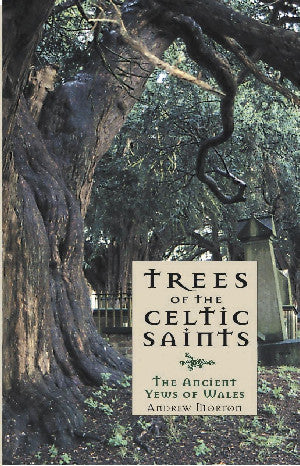 Trees of the Celtic Saints – The Ancient Yews of Wales