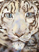 The Snow Leopard 