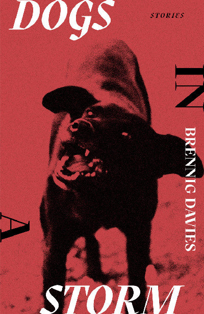 Clawr llyfr / Book cover: Dogs in a Storm